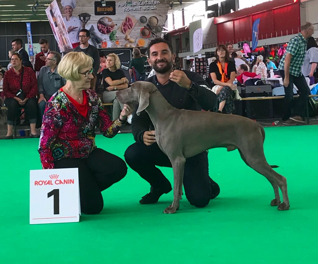 Of Mogi's House - World Dog Show AMSTERDAM