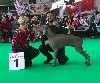  - World Dog Show AMSTERDAM